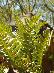Polypodium interjectum