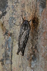 Abantiades argentata