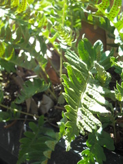 Polypodium interjectum