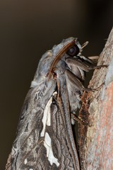 Abantiades argentata