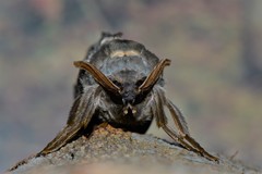 Abantiades argentata