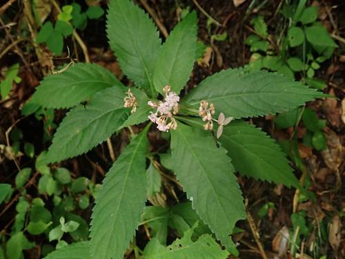 Cardiandra alternifolia iNat (2)