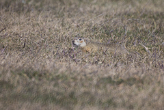 Spermophilus erythrogenys