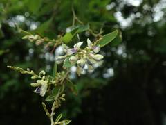Lespedeza buergeri