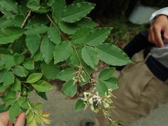Lespedeza buergeri