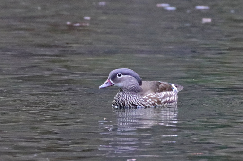 Canard mandarin, femelle