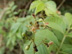 Cipadessa baccifera
