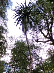 Elaeocarpus hookerianus