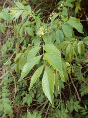 Cipadessa baccifera