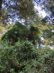 Pseudopanax crassifolius