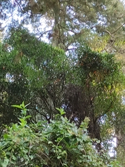 Pseudopanax crassifolius