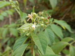 Cipadessa baccifera