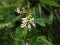 Lespedeza buergeri