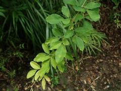 Lespedeza buergeri