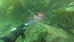 Sebastes nigrocinctus