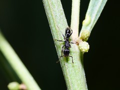 Rhytidoponera victoriae