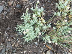 Antennaria microphylla