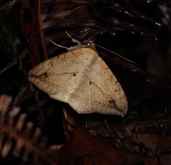 Hulodes donata