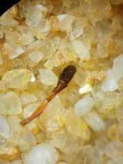 Myrmarachne melanocephala