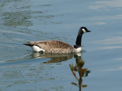 Branta canadensis