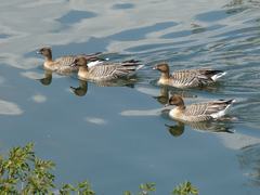Anser brachyrhynchus