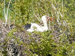 Ciconia ciconia