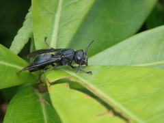 Allorhynchium chinense