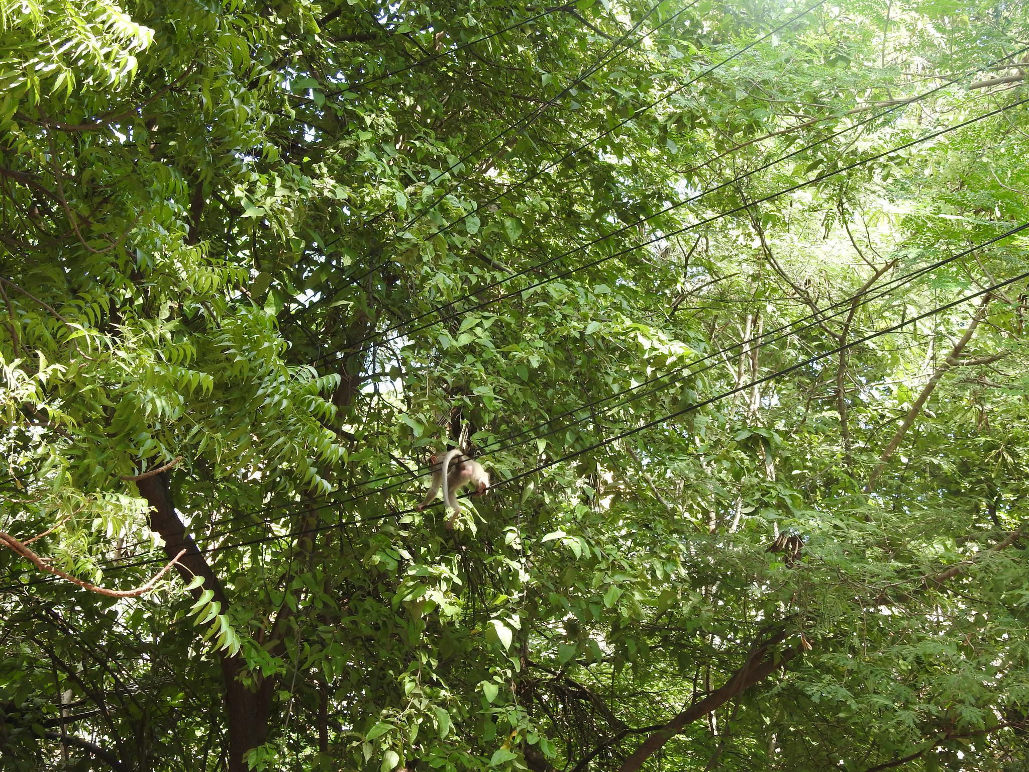 Bonnet macaque