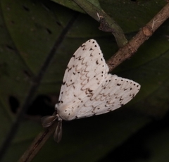 Lymantria ganara