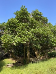 Corynocarpus