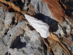 Opalia australis image