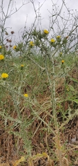 Scolymus