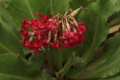 Primula maximowiczii