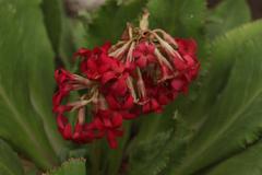 Primula maximowiczii