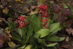 Primula maximowiczii