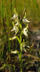 Prasophyllum striatum