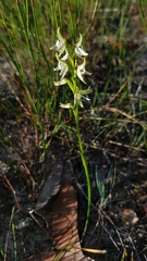 Prasophyllum striatum