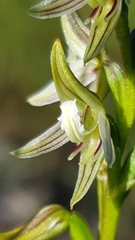 Prasophyllum striatum