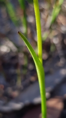 Prasophyllum striatum