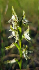 Prasophyllum striatum