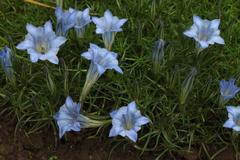 Gentiana sino-ornata