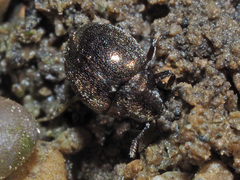 Lamprobyrrhulus nitidus