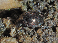 Lamprobyrrhulus nitidus