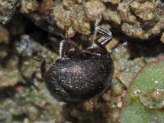 Lamprobyrrhulus nitidus