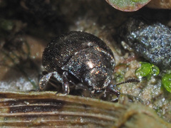 Lamprobyrrhulus nitidus
