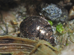 Lamprobyrrhulus nitidus