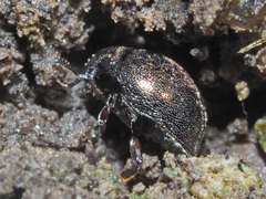 Lamprobyrrhulus nitidus