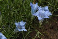 Gentiana sino-ornata