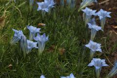 Gentiana sino-ornata