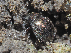 Lamprobyrrhulus nitidus